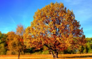 Cum va fi vremea în luna noiembrie. Anunțul meteorologilor