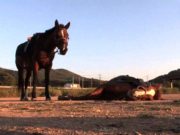 VIDEO | Un cal face pe mortul ori de câte ori stăpânul vrea să îl călărească