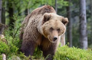 Ursul lăsat în agonie toată noaptea după ce a fost lovit de o maşină a fost împuşcat. Ministrul Mediului: Sunt absolut revoltat