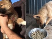 A fost trezită în miezul nopții de un zgomot ciudat venind din curte. A ieșit să vadă ce e: „Doamne, ce drăgălaș!” L-a luat imediat în casă ca să-l ajute. După câteva zile, a înțeles ce greșeală uriașă făcuse!