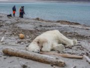 Planeta a rămas fără 60% din animalele sălbatice. ”Ultima generație” care poate salva natura