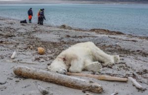 Planeta a rămas fără 60% din animalele sălbatice. ”Ultima generație” care poate salva natura