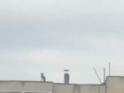 FOTO | Maidanez speriat urcat pe bloc la Tăşnad, salvat de o femeie, înainte să se arunce