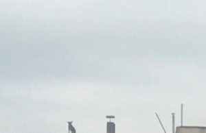 FOTO | Maidanez speriat urcat pe bloc la Tăşnad, salvat de o femeie, înainte să se arunce