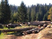 Un pădurar din Cluj a mituit un poliţist pentru a distruge pădurea de care avea grijă