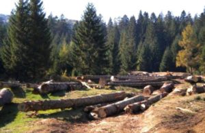 Un pădurar din Cluj a mituit un poliţist pentru a distruge pădurea de care avea grijă