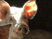 Pesta impune reguli stricte în privinţa creşterii de porci, în România