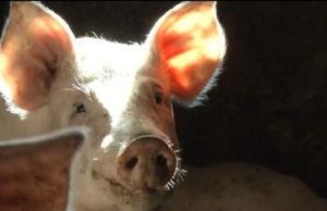 Pesta impune reguli stricte în privinţa creşterii de porci, în România