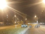 Câțiva porci mistreți au plecat la plimbare pe străzile Craiovei. Polițiștii nu i-au găsit