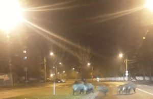 Câțiva porci mistreți au plecat la plimbare pe străzile Craiovei. Polițiștii nu i-au găsit