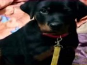 Un câine a murit după ce a sărit să apere doi copii de un şarpe cobra