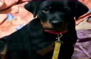 Un câine a murit după ce a sărit să apere doi copii de un şarpe cobra