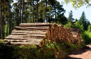 Pădurari la furat de lemne, printre zecile de hoţi prinşi în pădurile din Argeş