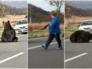 Deşi s-a ridicat după 16 ore de agonie pe şosea, ursul lovit de maşină va fi ucis