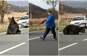 Deşi s-a ridicat după 16 ore de agonie pe şosea, ursul lovit de maşină va fi ucis