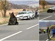 Ursul lovit de maşină, care s-a ridicat după 16 ore de agonie, a fost împuşcat pe şosea, în faţa tuturor