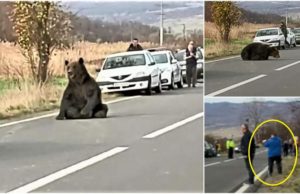 Ursul lovit de maşină, care s-a ridicat după 16 ore de agonie, a fost împuşcat pe şosea, în faţa tuturor