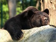 Un an fără Max, ursul orb din faţa castelului Peleş: ‘Ne este dor de tine, Max!’