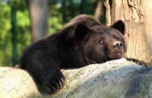 Un an fără Max, ursul orb din faţa castelului Peleş: ‘Ne este dor de tine, Max!’