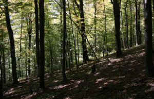 Copil cu dizabilităţi băgat în portbagaj, dezbrăcat şi abandonat aşa în pădure. Făptaşii au vrut să îi dea o lecţie