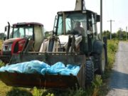 Cadavre de porci găsite într-un lac din Covasna. Autoritățile sunt în alertă