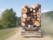 Petiţie la nivel mondial: Pădurile româneşti strigă după ajutor