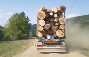 Petiţie la nivel mondial: Pădurile româneşti strigă după ajutor