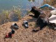 Un câine a aşteptat o noapte întreagă ca stăpânul să revină din lacul în care s-a înecat