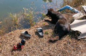 Un câine a aşteptat o noapte întreagă ca stăpânul să revină din lacul în care s-a înecat
