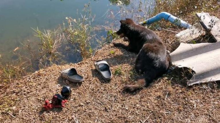 Un câine a aşteptat o noapte întreagă ca stăpânul să revină din lacul în care s-a înecat