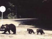 Urşii au devenit o ameninţare pe autostrăzi şi calea ferată