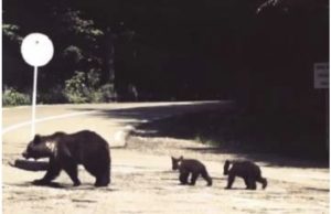 Urşii au devenit o ameninţare pe autostrăzi şi calea ferată