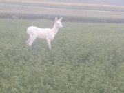 Căprioară albă, fotografiată în România. ”E un fenomen foarte rar”