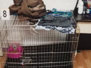 Copil de cinci ani ținut luni de zile de părinți într-o cușcă pentru pisici, înainte de a fi torturat și ucis