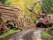 Vrem un Referendum pentru interzicerea exploatărilor forestiere(tăierea pădurilor)