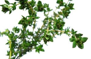 Uleiul de cimbru ucide pana la 97% din celulele canceroase