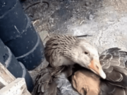 Căţelul abandonat tremura pe străzi, până când o gâscă decide să-i ţină de cald cu aripile ei