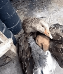 A2D55240-6F4A-43C6-8544-F03FC13B704A