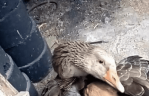 Căţelul abandonat tremura pe străzi, până când o gâscă decide să-i ţină de cald cu aripile ei
