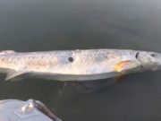 Morun de aproape doi metri, lăsat fără icre şi abandonat să moară, pe malul Dunării, în Galaţi