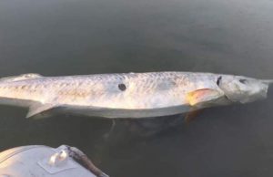 Morun de aproape doi metri, lăsat fără icre şi abandonat să moară, pe malul Dunării, în Galaţi