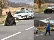 Mesaj de revoltă în cazul ursului împuşcat în faţa oamenilor, după ce a fost lăsat să agonizeze 16 ore pe şosea