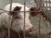 Un bărbat a ajuns în stare gravă la spital: s-a înjunghiat în abdomen în timp ce încerca să taie un porc