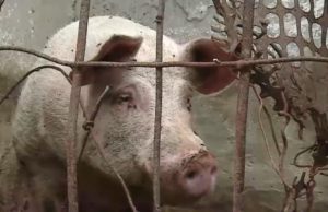 Un bărbat a ajuns în stare gravă la spital: s-a înjunghiat în abdomen în timp ce încerca să taie un porc