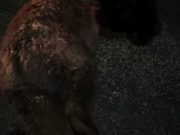 O ursoaică a murit lovită de o maşină, în Sibiu, pe DN1