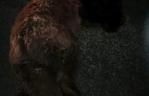 O ursoaică a murit lovită de o maşină, în Sibiu, pe DN1