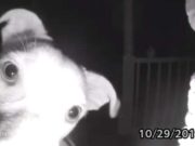 VIDEO | Uitat afară de stăpân, un căţel a apăsat butonul de la sonerie, la 2 noaptea