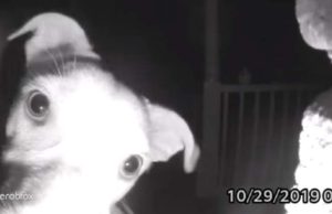 VIDEO | Uitat afară de stăpân, un căţel a apăsat butonul de la sonerie, la 2 noaptea