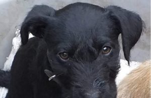 Petiţie împotriva artificiilor şi petardelor, după ce un câine a murit de frică