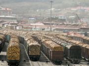 TREN CU 32 DE VAGOANE PLINE CU PĂDURE DEFRIȘATĂ. AICI E CASA URȘILOR CARE IES PE STRĂZI DUPĂ HRANĂ!